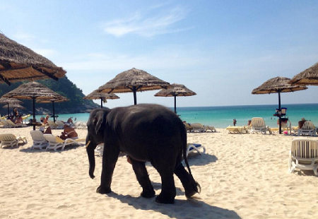 Baby elephant on the beach!